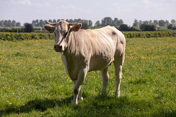 Nederlandse stier van Antoon van Osch
