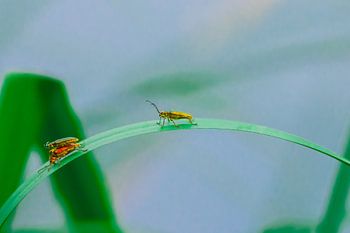 The winner takes it all