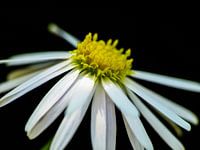 Daisy - Gänseblümchen