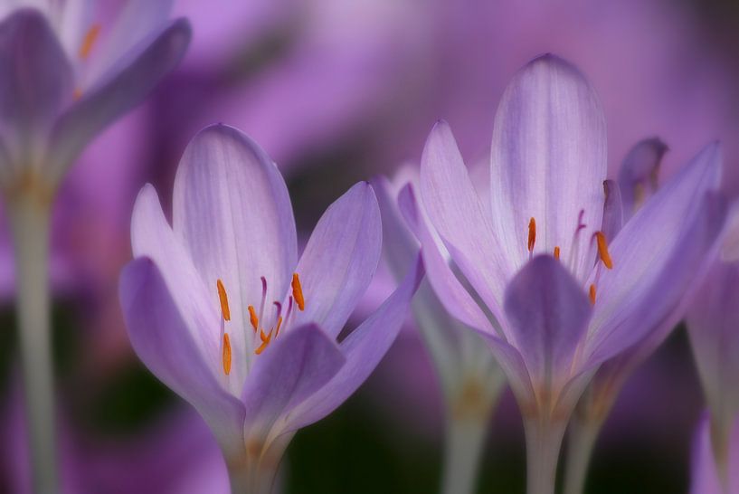 PURPLE STAR van Bianca Arkesteijn