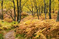 Autumn trail