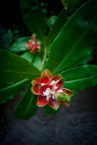 Fleur tropicale au zoo par Arthur van Iterson