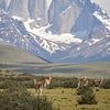 Bergkette im Nationalpark Torres del Paine in Patagonien, Chile, mit Guanakos im Vordergrund von Jille Zuidema