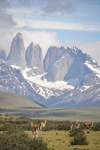 Bergketen in Nationaal Park Torres del Paine in Patagonie in Chili met guanaco's op de voorgrond