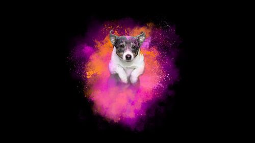 Jack Russell in kleur