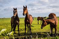 Paarden in de Wei 5 van Brian Morgan thumbnail