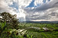 Grüne, kaskadierte Reisfeldplantagen-Terrasse. Bali, Indonesien von Tjeerd Kruse Miniaturansicht
