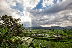 Groene cascade rijst veld plantage terras. Bali, Indonesië