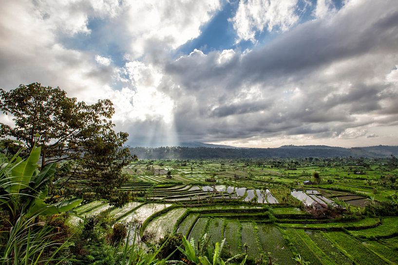 Grüne, kaskadierte Reisfeldplantagen-Terrasse. Bali, Indonesien von Tjeerd Kruse