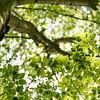 Zomer groen (berk) van Anja Wessels Fotografie