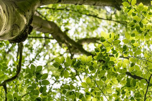 Zomer groen (berk)