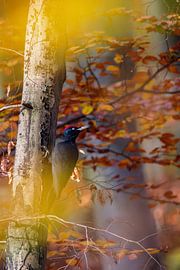 Pic noir (Dryocopus martius)