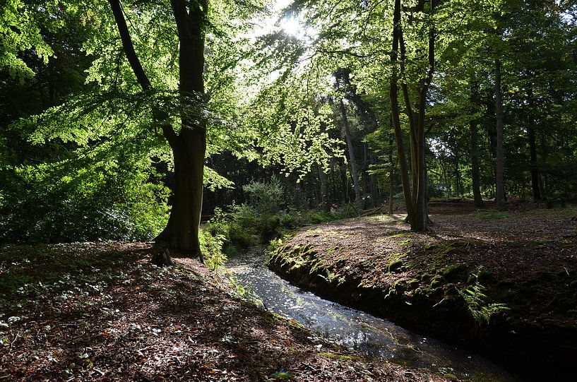 Beekje. by Frank de Ridder