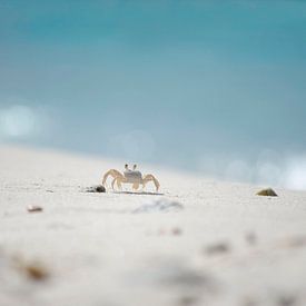 Krabben am Strand von Curacao von Samantha Locadia Photography