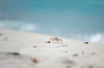 Krab op Curacao's strand van Samantha Locadia Photography