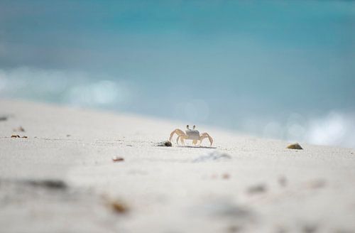 Krabben am Strand von Curacao