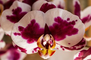 Blooming in the First Light