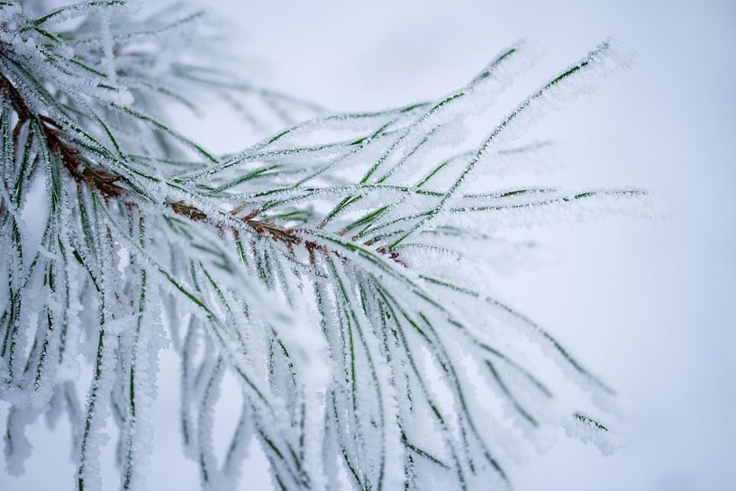 pine in winter by Karijn | Fine art Natuur en Reis Fotografie