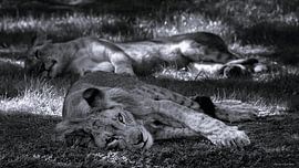 Tiger von Frans Hollander