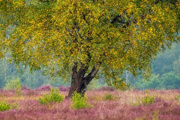 Birch on the purple heather by gooifotograaf