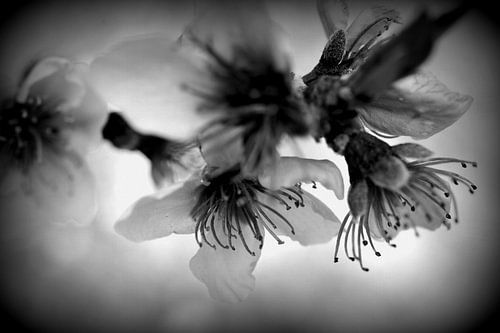 Lumières florales