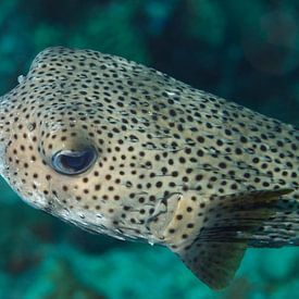 Porcupinefish by Vanessa D.