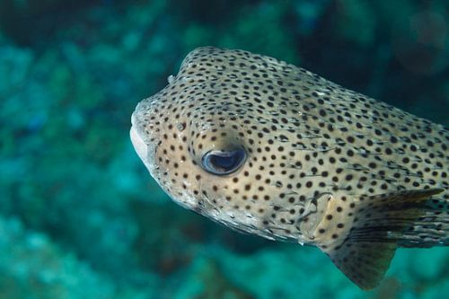 Hérisson à pois. sur Vanessa D.