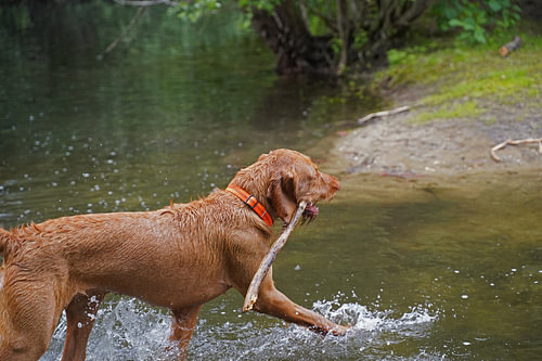 Waterspelletjes aan het meer met een bruine Magyar Vizsla draadhaar.