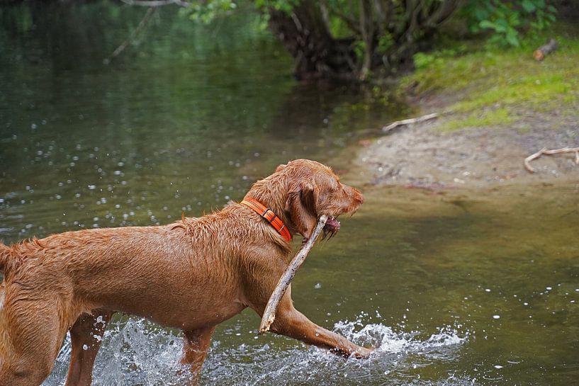 Water games at the lake with a brown Magyar Vizsla wirehair. by Babetts Bildergalerie