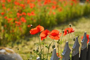 Mohnblume