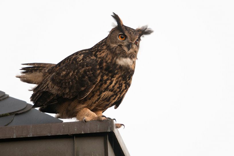 Uhu ( Bubo bubo ) adult male, balzendes Männchen sitzt mit aufgerichteten Federohren auf der Kante e par wunderbare Erde