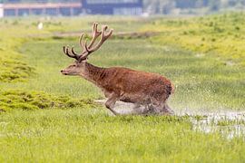 Running through the water by Foto.Gisli