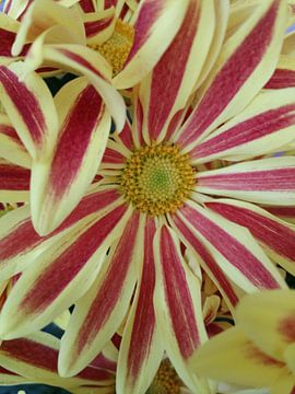 yellow and red flowers van Karen Bos