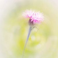 Korenbloem