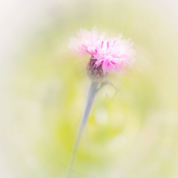 Korenbloem van Katja Waltmans