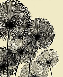 Allium