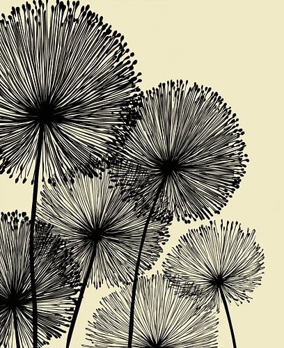 Allium von Bert Nijholt