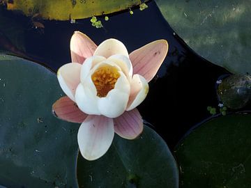 Water Lily van Chandra Bhola