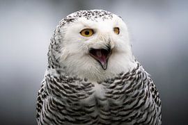 Portrait of the snowy owl by Durk-jan Veenstra