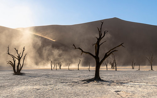 Oude stammen in het stoffige licht van Deadvlei