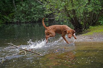 Waterspelletjes aan het meer met een bruine Magyar Vizsla draadhaar.