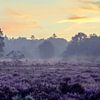 Gouden Heide van Koen Boelrijk Photography