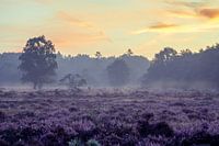 Golden Heath