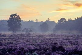 Golden Heath by Koen Boelrijk Photography