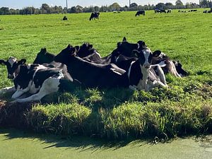 Ich liebe Holland Teil2 "Teekranz"
