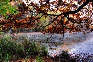 Verwunschener Waldsee ART 1.0