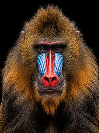 Der König der Farben von Manjik Pictures