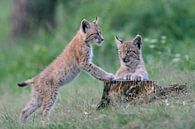 verspielt... Eurasischer Luchs *Lynx lynx* von wunderbare Erde Miniaturansicht