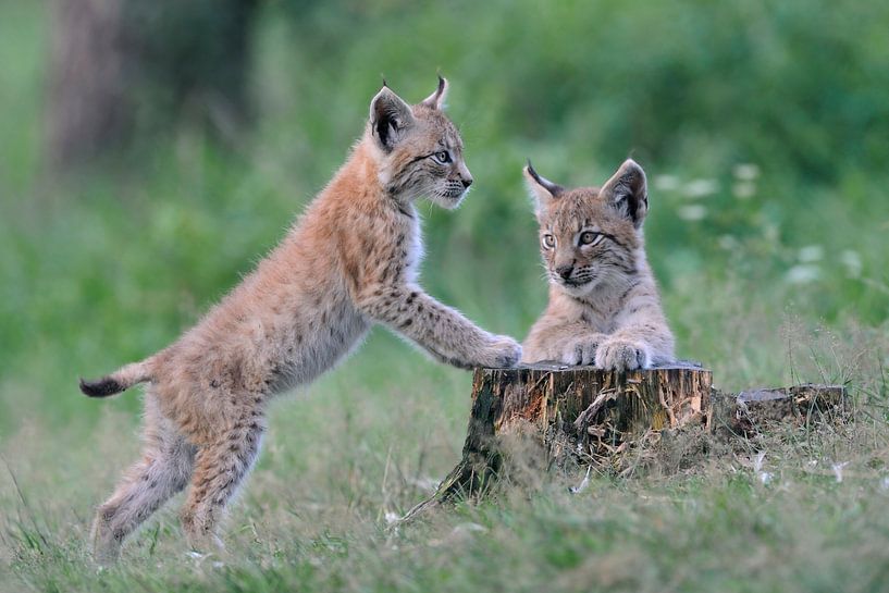 verspielt... Eurasischer Luchs *Lynx lynx* von wunderbare Erde