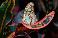 Jardin des papillons Orchideeënhoeve